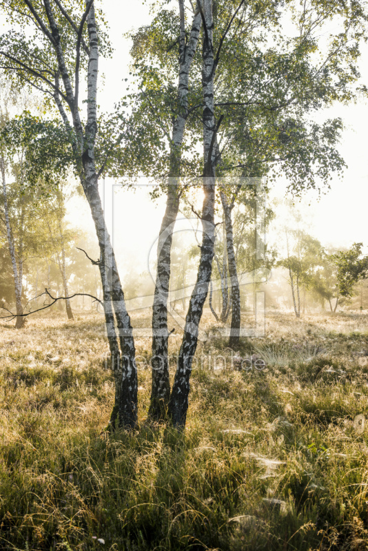frei wählbarer Bildausschnitt für Ihr Bild auf Fensterfolie