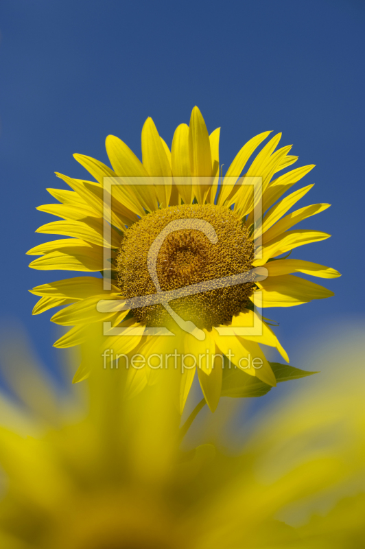 frei wählbarer Bildausschnitt für Ihr Bild auf Fensterfolie