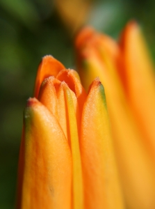 Bild-Nr: 11584490 Aufblühend Erstellt von: MoNoir