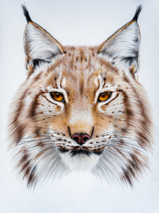 Bild-Nr: 11925495 Luchs Erstellt von: Richard-Young