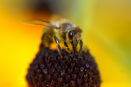 Bild-Nr: 12747000 Honey Erstellt von: youhaveadream