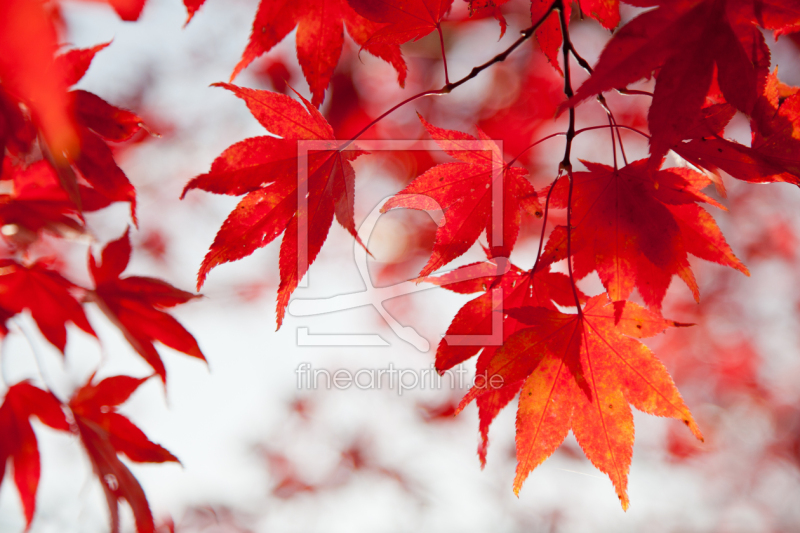 frei w&auml;hlbarer Bildausschnitt f&uuml;r Ihr Bild auf Glas-Schneidebrett