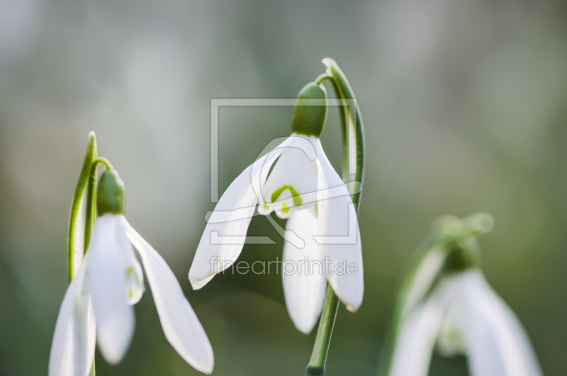 frei w&auml;hlbarer Bildausschnitt f&uuml;r Ihr Bild auf Glas-Schneidebrett