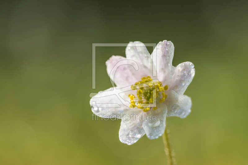 frei w&auml;hlbarer Bildausschnitt f&uuml;r Ihr Bild auf Glas-Schneidebrett