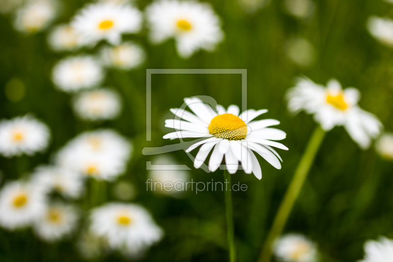 frei w&auml;hlbarer Bildausschnitt f&uuml;r Ihr Bild auf Glas-Schneidebrett