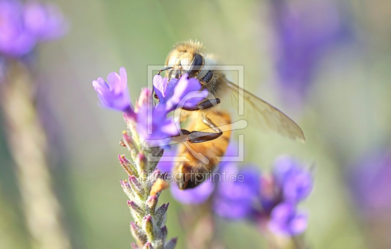 frei w&auml;hlbarer Bildausschnitt f&uuml;r Ihr Bild auf Glas-Schneidebrett