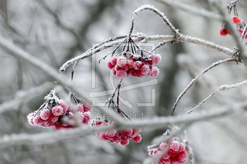 frei w&auml;hlbarer Bildausschnitt f&uuml;r Ihr Bild auf Glas-Schneidebrett