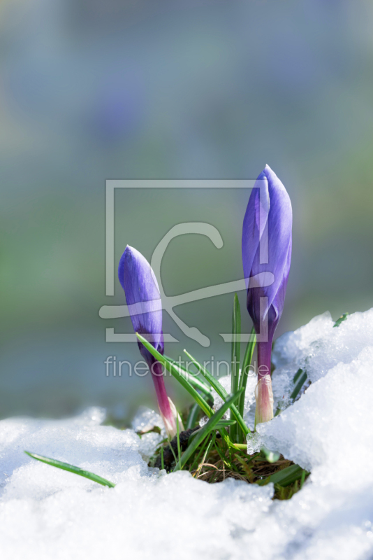 frei w&auml;hlbarer Bildausschnitt f&uuml;r Ihr Bild auf Glas-Schneidebrett