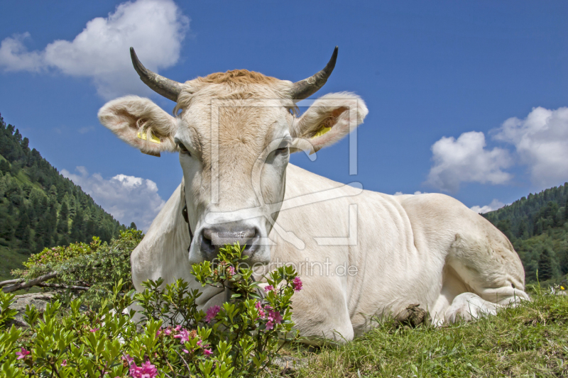 frei w&auml;hlbarer Bildausschnitt f&uuml;r Ihr Bild auf Glas-Schneidebrett