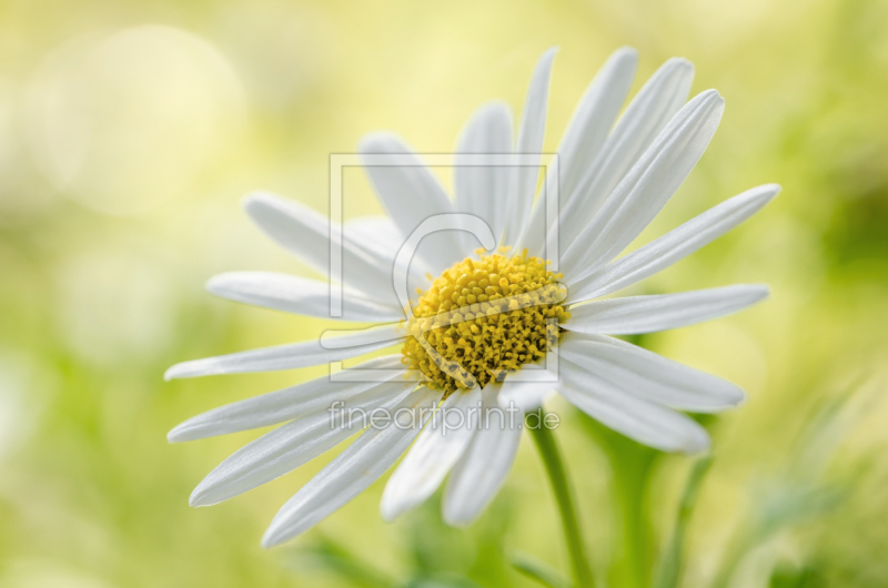 frei w&auml;hlbarer Bildausschnitt f&uuml;r Ihr Bild auf Glas-Schneidebrett