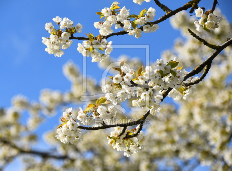frei w&auml;hlbarer Bildausschnitt f&uuml;r Ihr Bild auf Glas-Schneidebrett