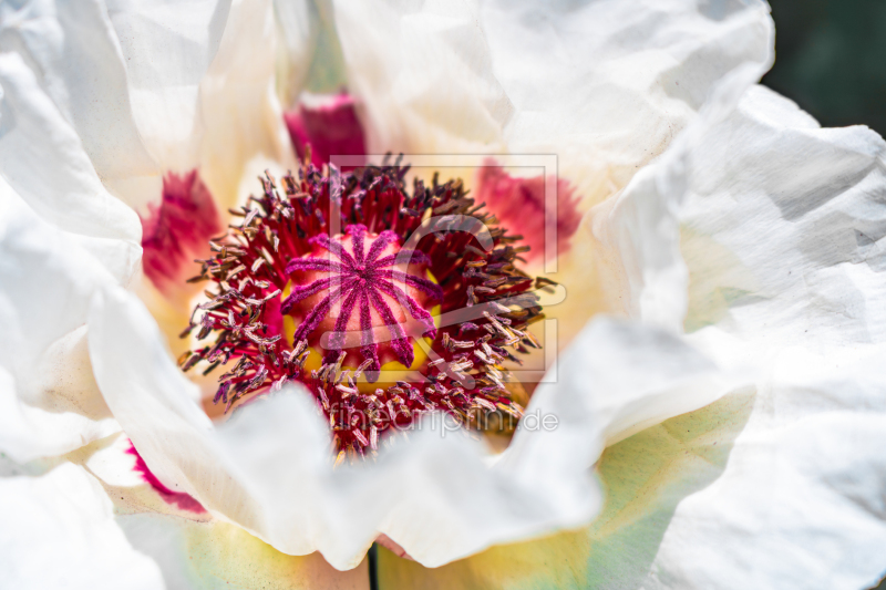 frei w&auml;hlbarer Bildausschnitt f&uuml;r Ihr Bild auf Glas-Schneidebrett