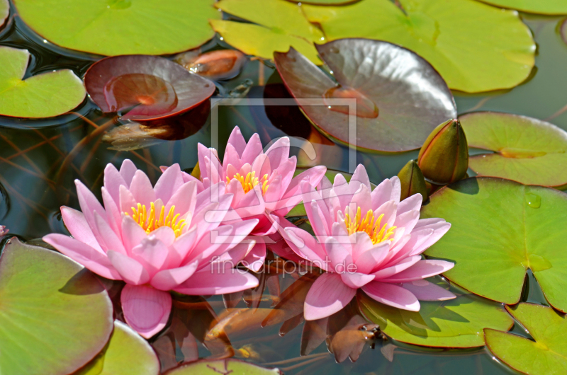 frei w&auml;hlbarer Bildausschnitt f&uuml;r Ihr Bild auf Glas-Schneidebrett