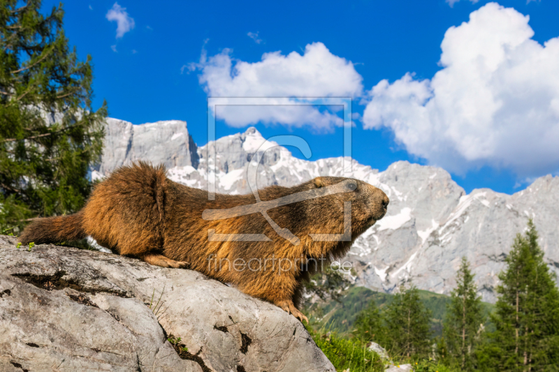 frei w&auml;hlbarer Bildausschnitt f&uuml;r Ihr Bild auf Glas-Schneidebrett