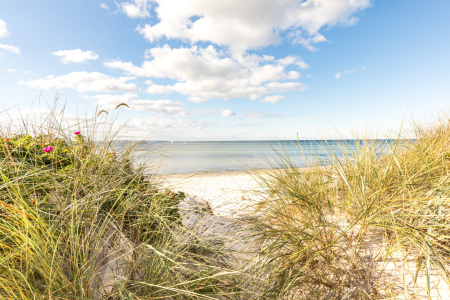 Bild-Nr: 12848919 Strandrosen in den Ostseedünen Erstellt von: Ursula Reins