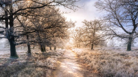 Bild-Nr: 12876331 Sonne Nebel und Frost  Erstellt von: Steffen Henze