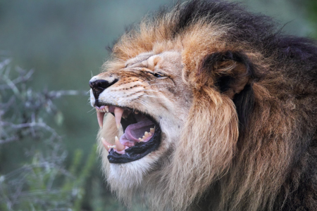 Bild-Nr: 12909996 Löwe Erstellt von: DirkR