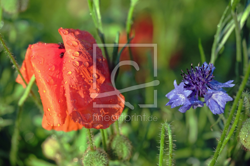 freely selectable image excerpt for your image on Greeting Card