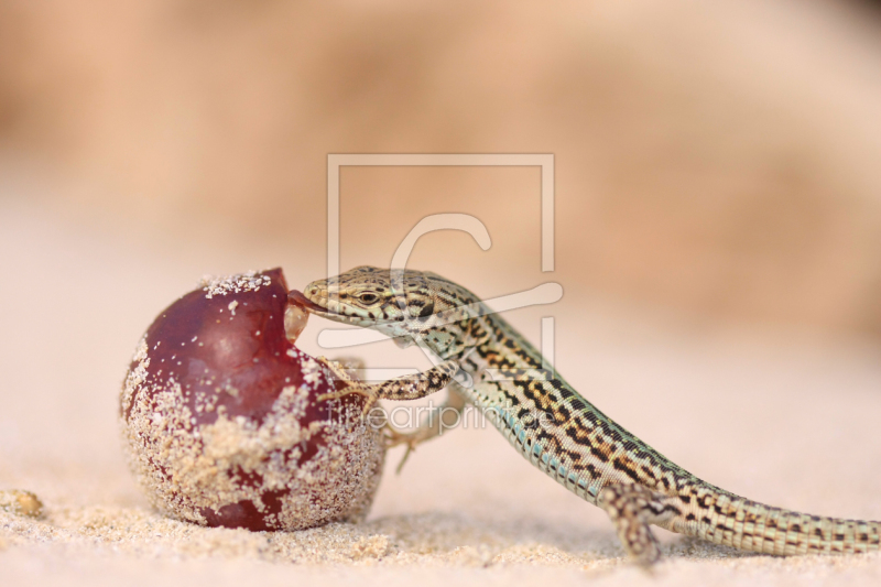 frei wählbarer Bildausschnitt für Ihr Bild auf Grußkarte