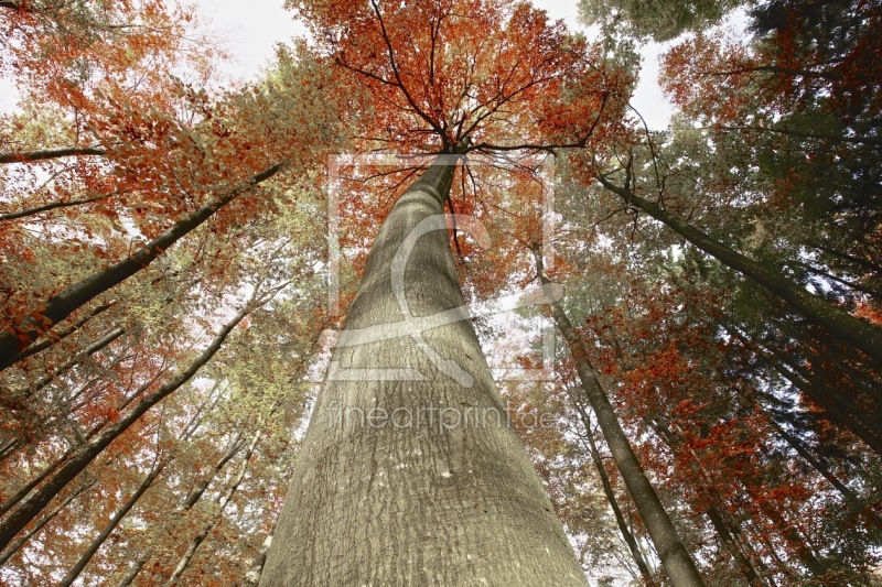 frei wählbarer Bildausschnitt für Ihr Bild auf Grußkarte