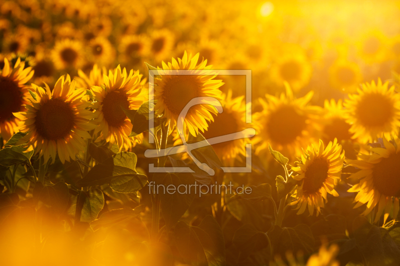 frei wählbarer Bildausschnitt für Ihr Bild auf Grußkarte