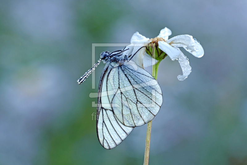frei wählbarer Bildausschnitt für Ihr Bild auf Grußkarte