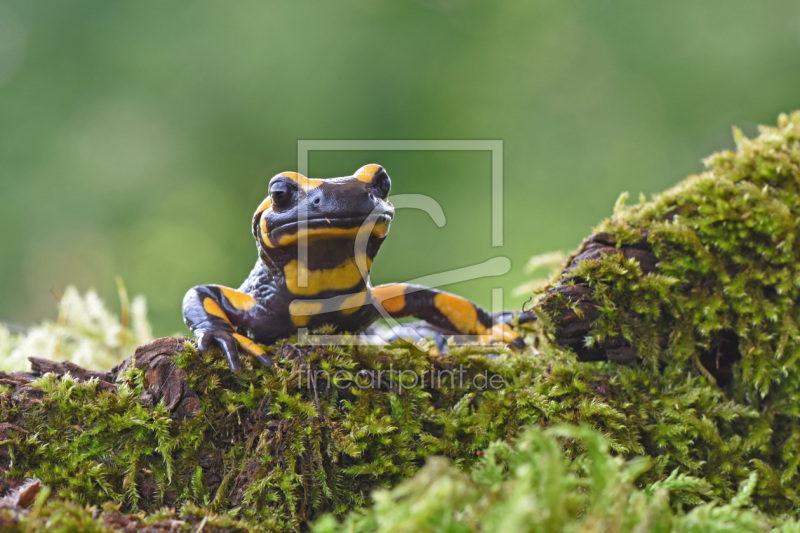 frei wählbarer Bildausschnitt für Ihr Bild auf Grußkarte