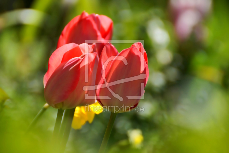 frei wählbarer Bildausschnitt für Ihr Bild auf Grußkarte