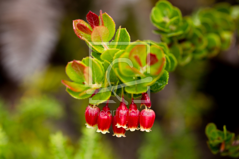 frei wählbarer Bildausschnitt für Ihr Bild auf Grußkarte