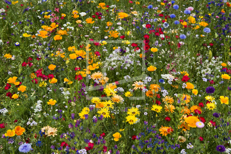 frei wählbarer Bildausschnitt für Ihr Bild auf Grußkarte