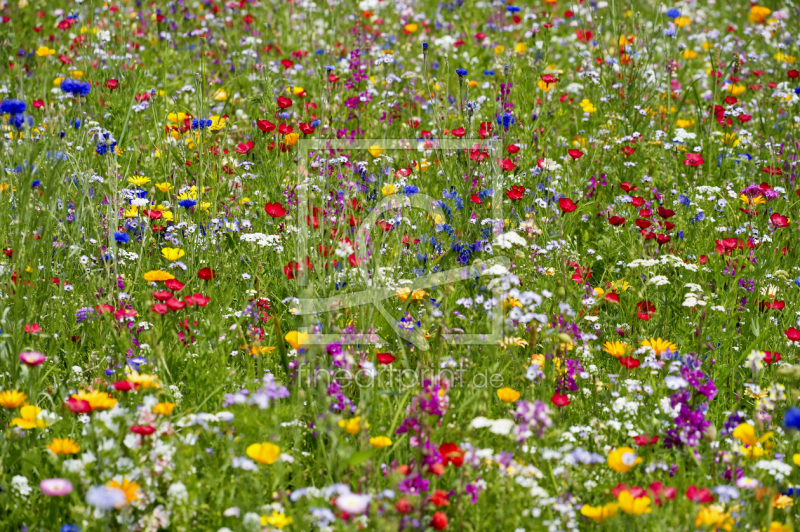 frei wählbarer Bildausschnitt für Ihr Bild auf Grußkarte