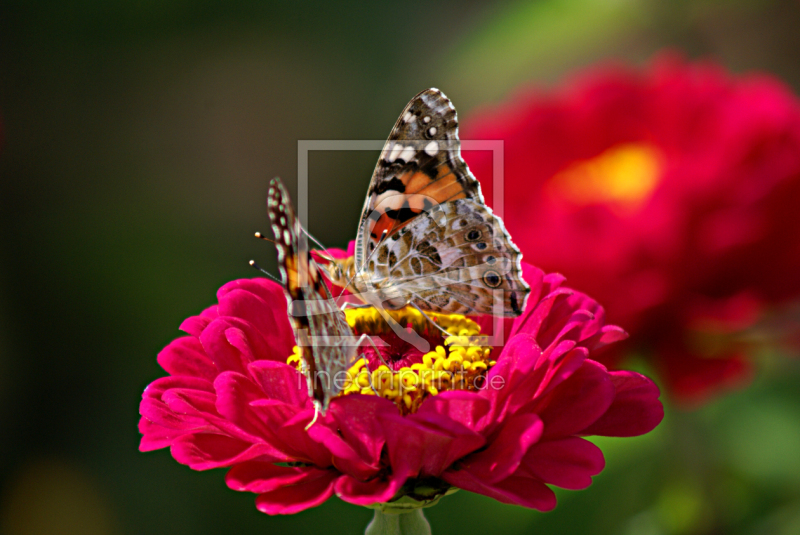 frei wählbarer Bildausschnitt für Ihr Bild auf Grußkarte