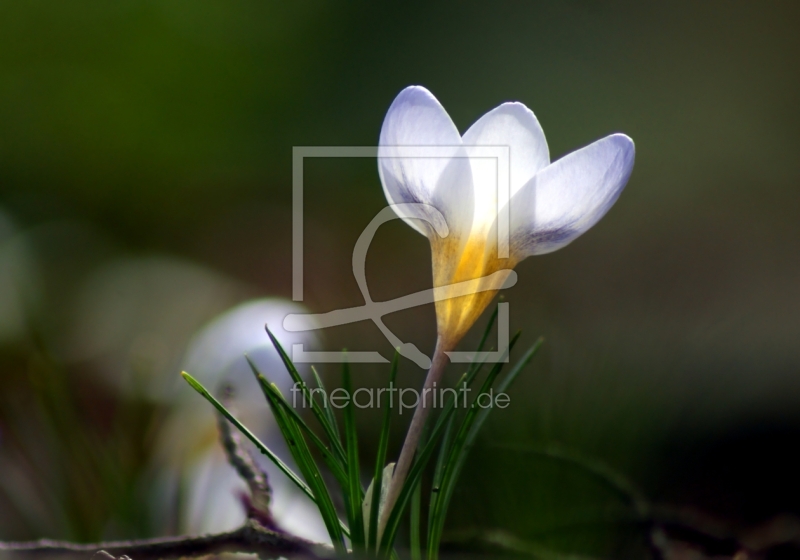 frei w&auml;hlbarer Bildausschnitt f&uuml;r Ihr Bild auf Kissen