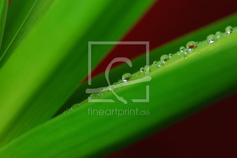 frei w&auml;hlbarer Bildausschnitt f&uuml;r Ihr Bild auf Kissen