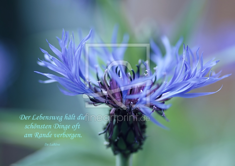 frei w&auml;hlbarer Bildausschnitt f&uuml;r Ihr Bild auf Kissen