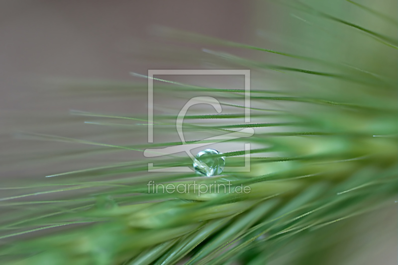 frei w&auml;hlbarer Bildausschnitt f&uuml;r Ihr Bild auf Kissen