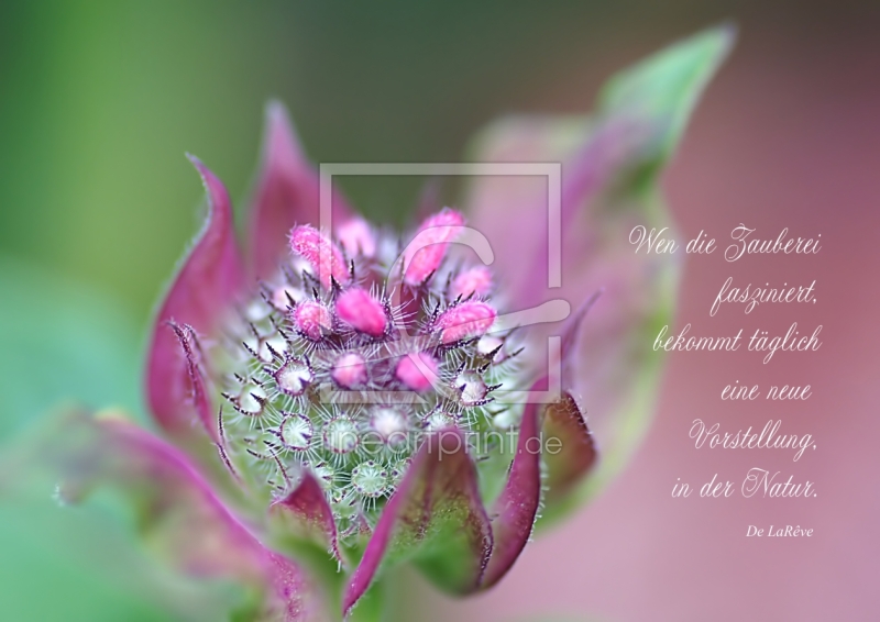 frei w&auml;hlbarer Bildausschnitt f&uuml;r Ihr Bild auf Kissen