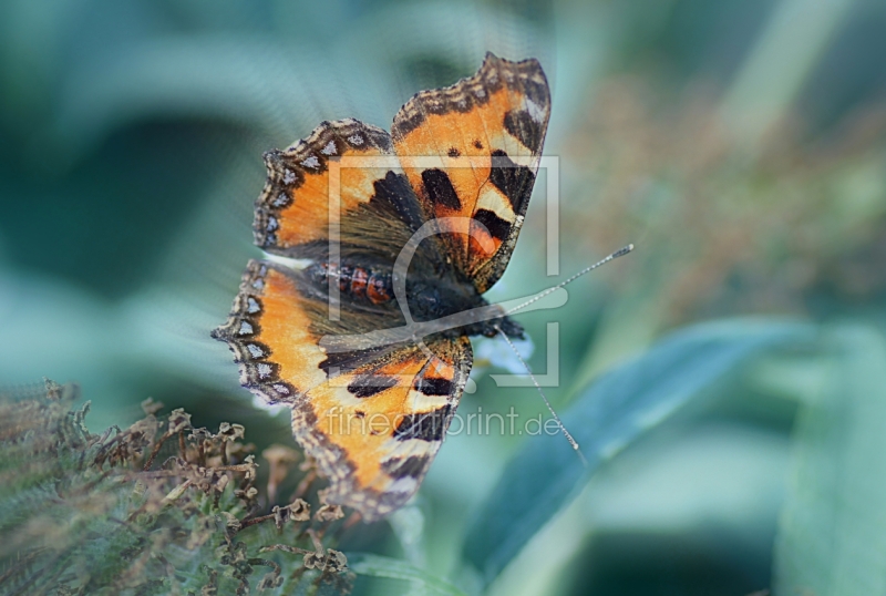 frei w&auml;hlbarer Bildausschnitt f&uuml;r Ihr Bild auf Kissen