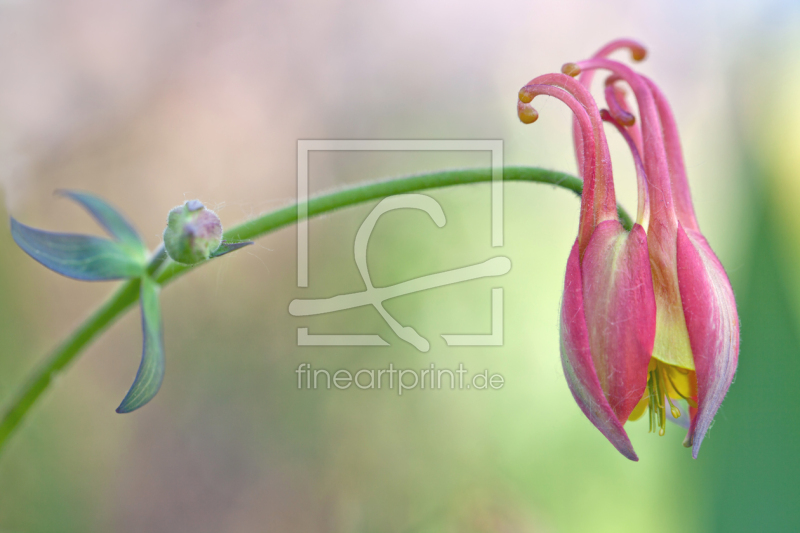 frei w&auml;hlbarer Bildausschnitt f&uuml;r Ihr Bild auf Kissen