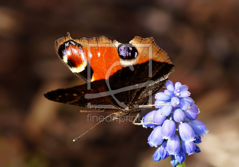 frei w&auml;hlbarer Bildausschnitt f&uuml;r Ihr Bild auf Kissen