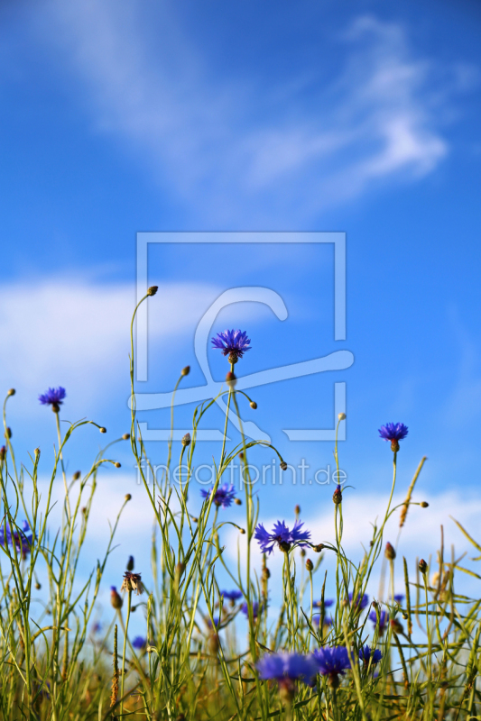 frei w&auml;hlbarer Bildausschnitt f&uuml;r Ihr Bild auf Kissen