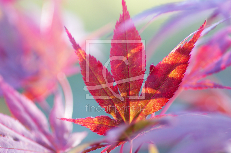 frei w&auml;hlbarer Bildausschnitt f&uuml;r Ihr Bild auf Kissen