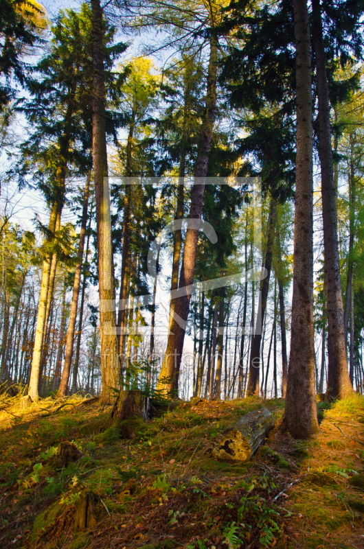 frei w&auml;hlbarer Bildausschnitt f&uuml;r Ihr Bild auf Kissen