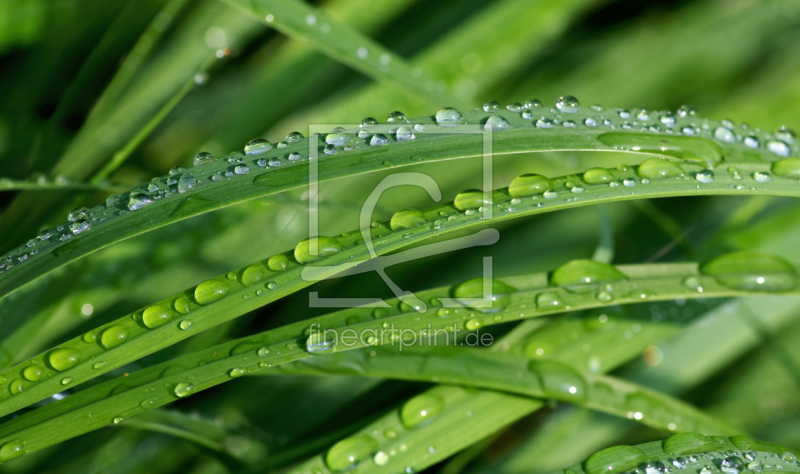 frei w&auml;hlbarer Bildausschnitt f&uuml;r Ihr Bild auf Kissen