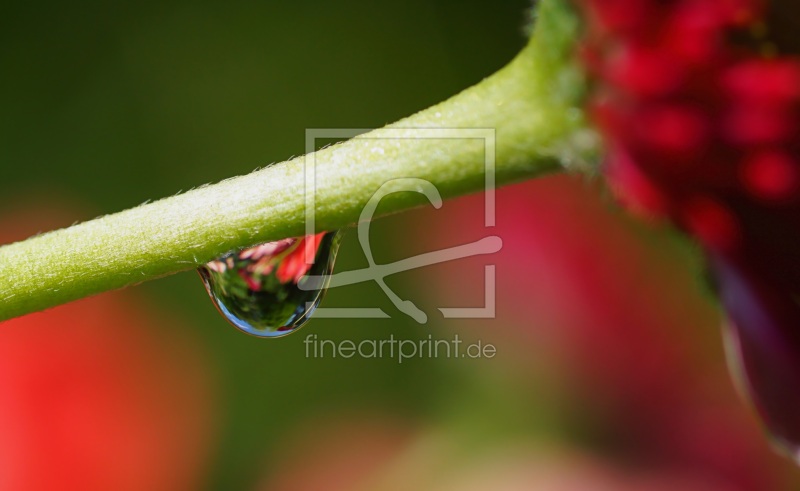 frei w&auml;hlbarer Bildausschnitt f&uuml;r Ihr Bild auf Kissen