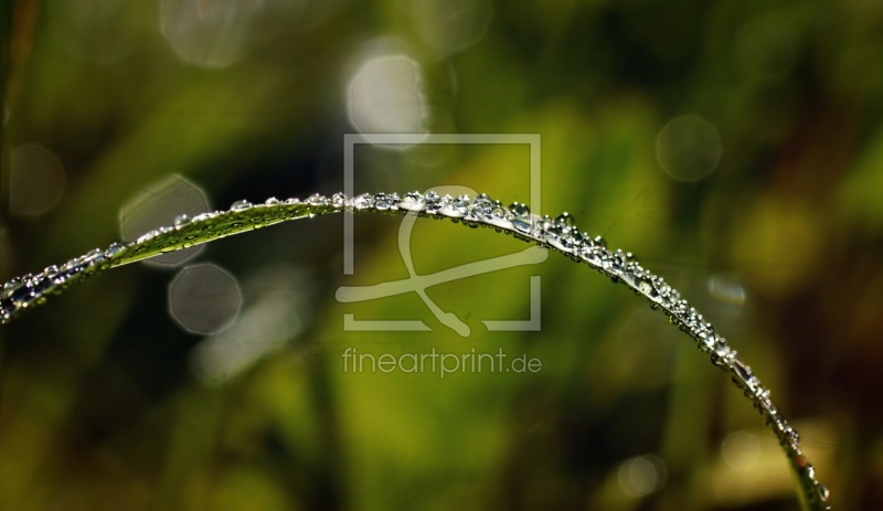 frei w&auml;hlbarer Bildausschnitt f&uuml;r Ihr Bild auf Kissen