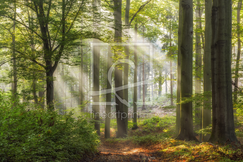 frei w&auml;hlbarer Bildausschnitt f&uuml;r Ihr Bild auf Kissen