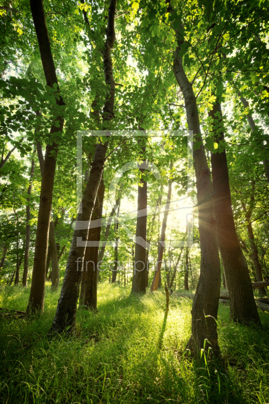 frei w&auml;hlbarer Bildausschnitt f&uuml;r Ihr Bild auf Kissen