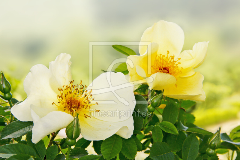 frei w&auml;hlbarer Bildausschnitt f&uuml;r Ihr Bild auf Kissen