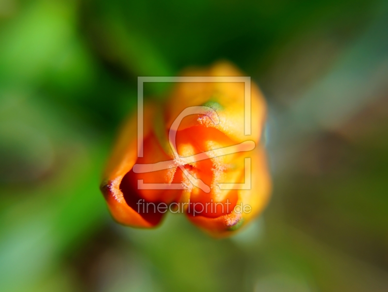 frei w&auml;hlbarer Bildausschnitt f&uuml;r Ihr Bild auf Kissen